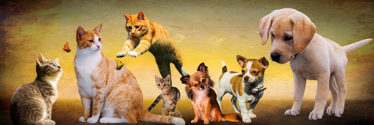 Animaux